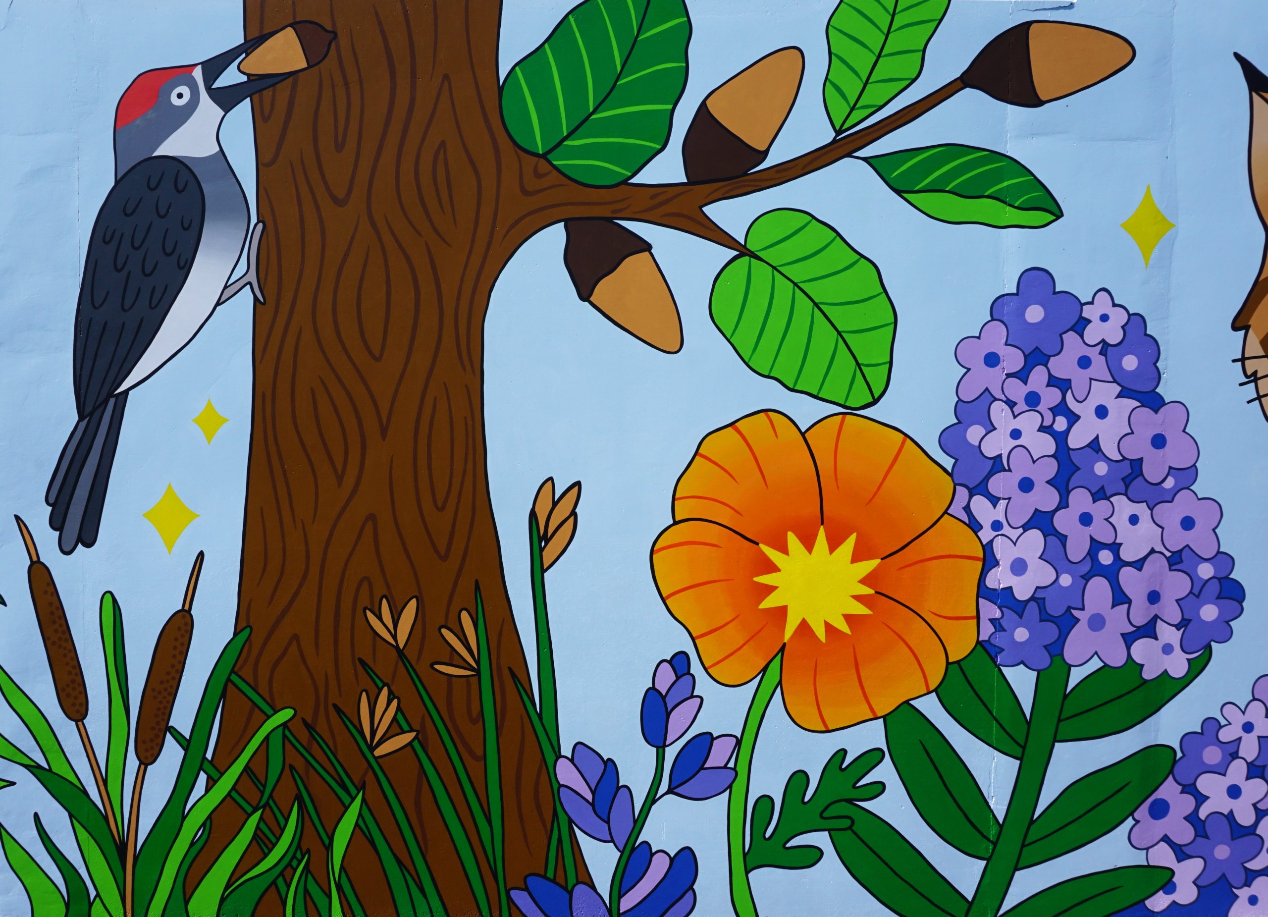 7_Acorn_Woodpecker_detail